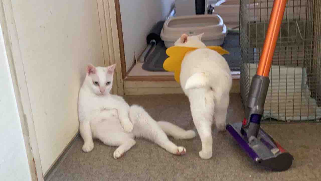 猫たちの気の強さ 2406 ねこかます