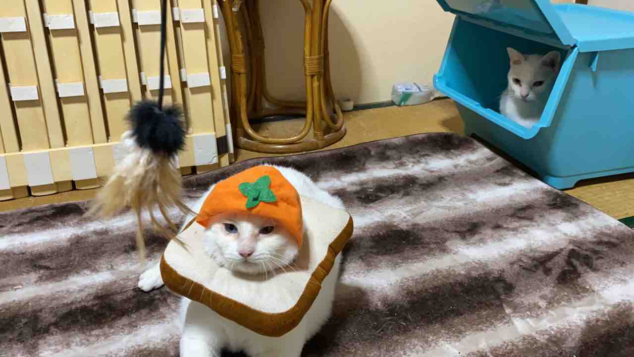 昨年の猫用リフォームなど ねこかます