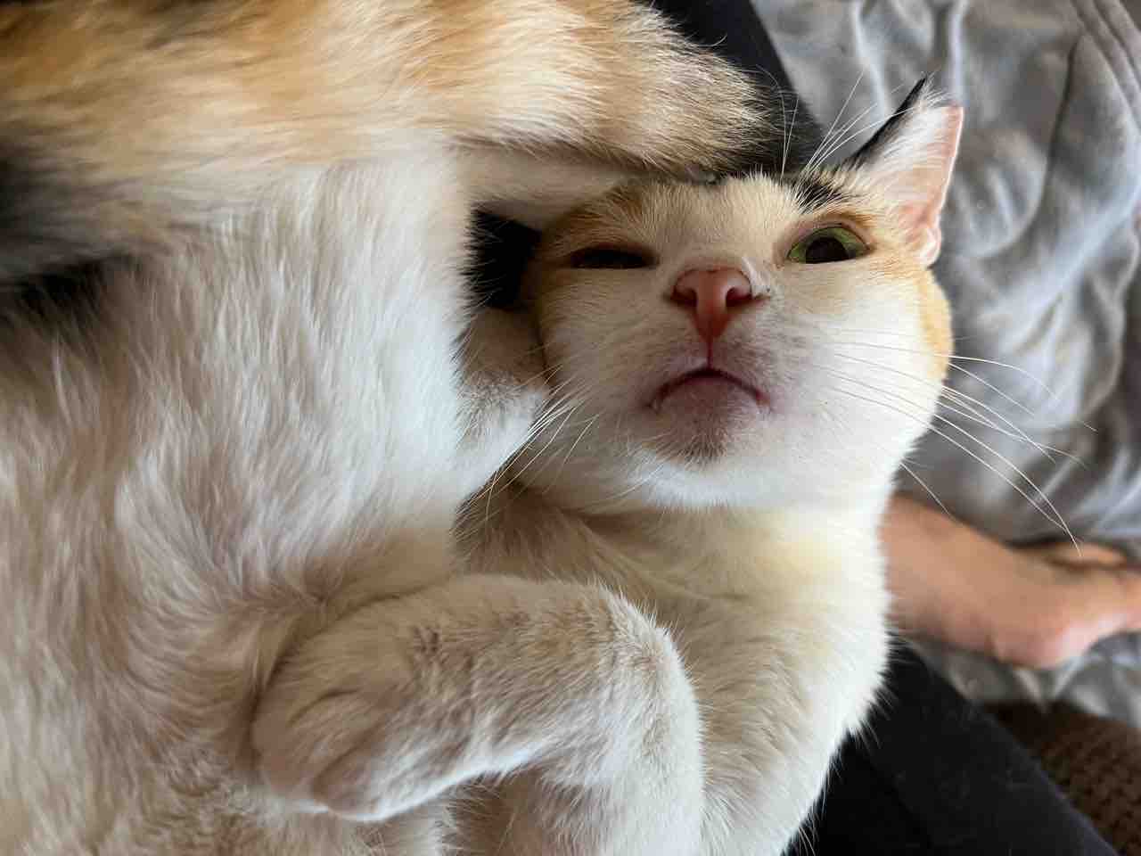 キス魔オス三毛猫 2917 ねこかます キス魔オス三毛猫 2917 ねこかます