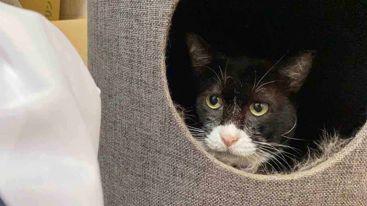 重鎮猫 血液検査をする 0725 ねこかます 重鎮猫 血液検査をする 0725 ねこかます