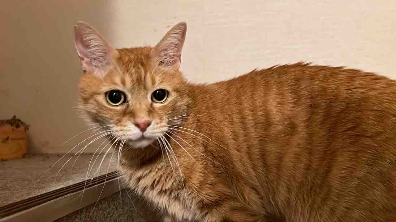 ボスの顔、ボスを止めた顔 20211025 : ねこかます