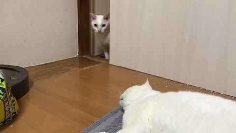 写真 2019-05-09 21 47 22