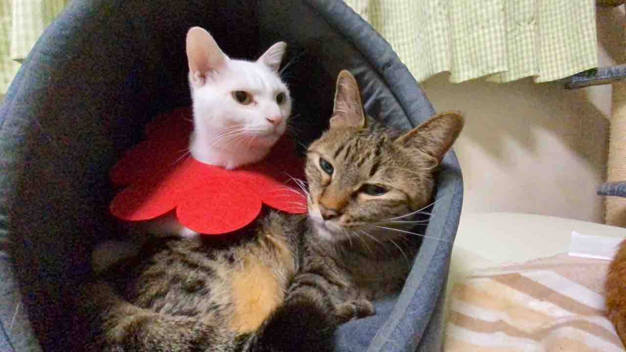 我が家の変わり猫団子 20210908 : ねこかます