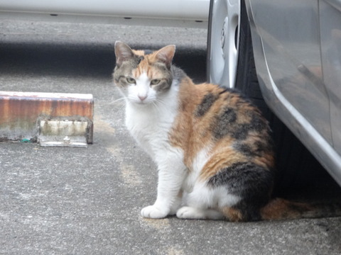 DSC00555