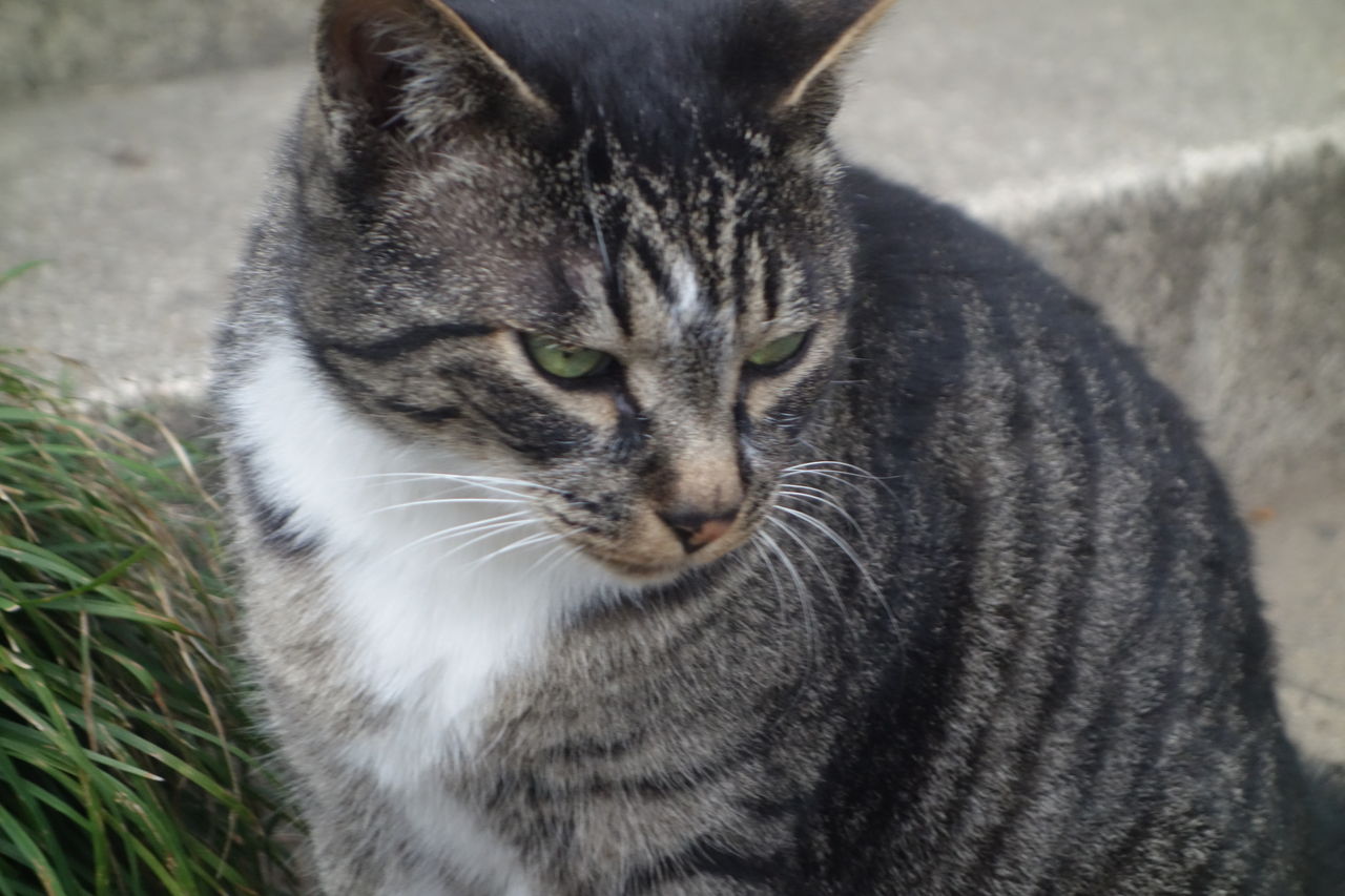 怖い顔の猫 ねこかます