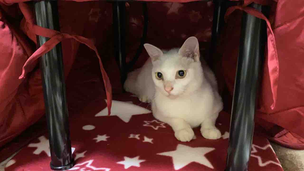 白たぬき 猫用こたつで転げ回る ねこかます 白たぬき 猫用こたつで転げ回る ねこかます
