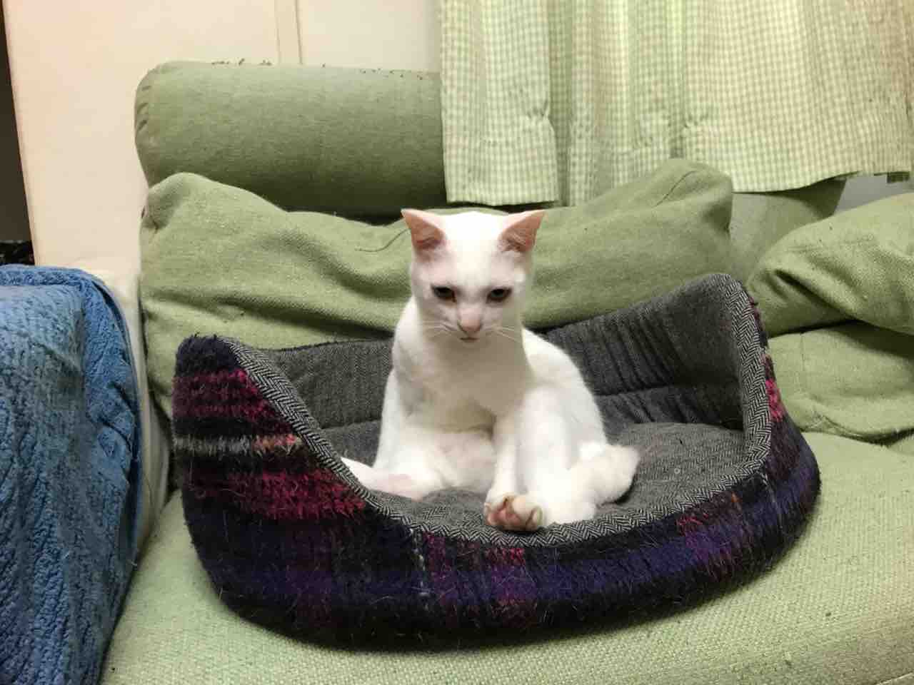 どこまでが 野良猫 なのか ねこかます