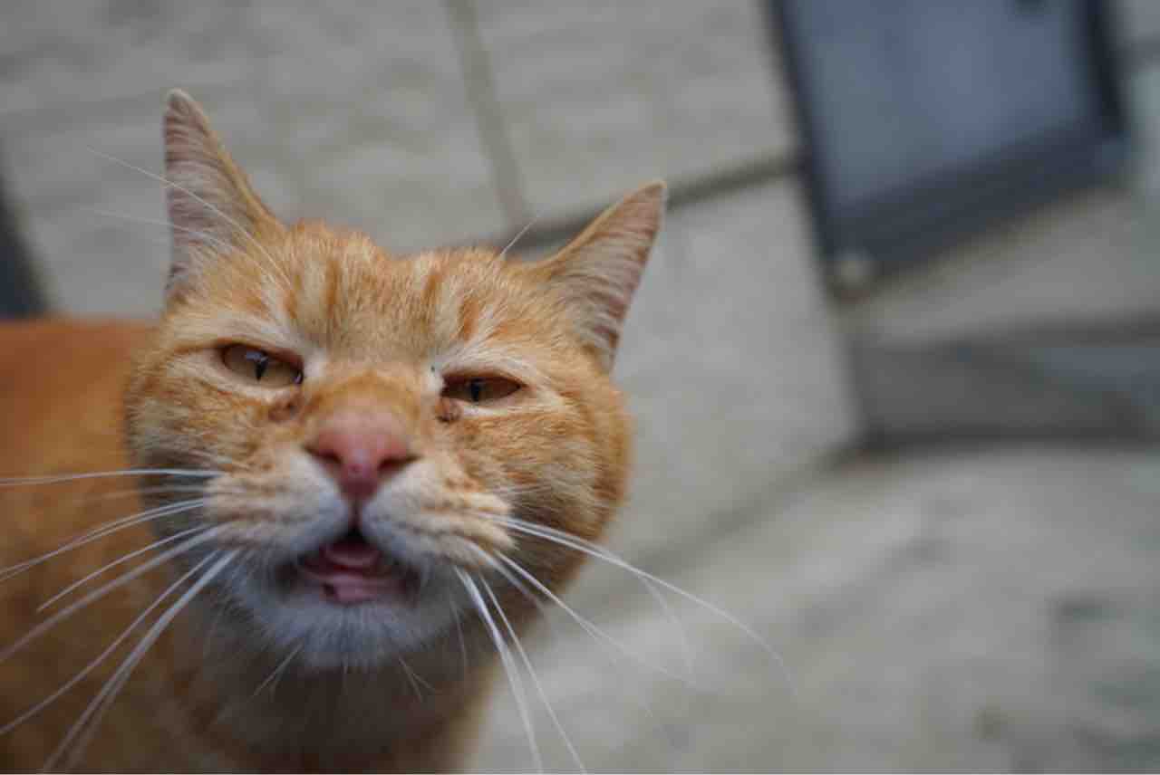 外の猫は身体が凝る 2329 ねこかます