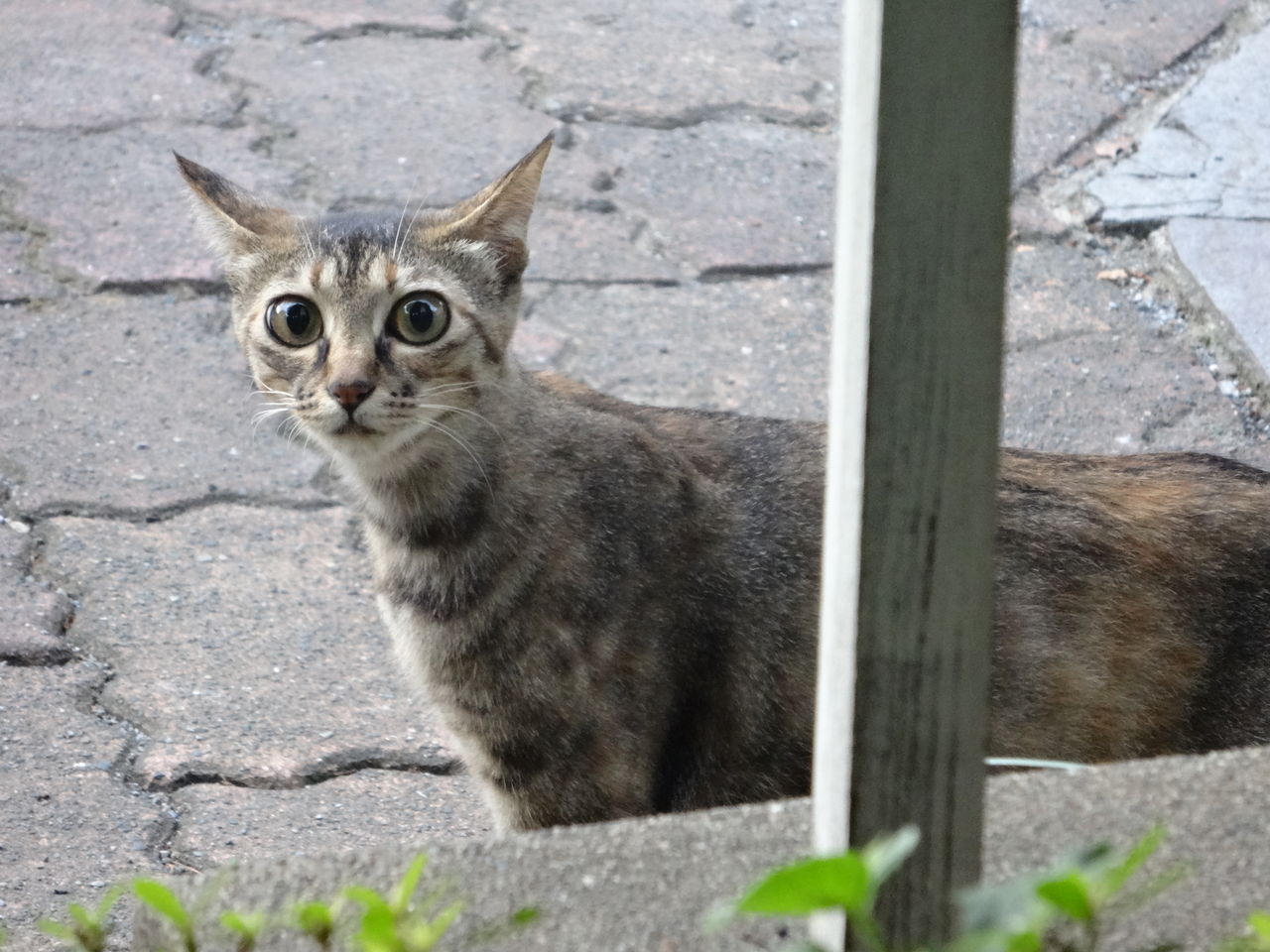 超 凝視する猫 1816 ねこかます