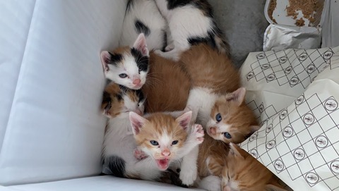 写真 2021-08-01 16 45 49