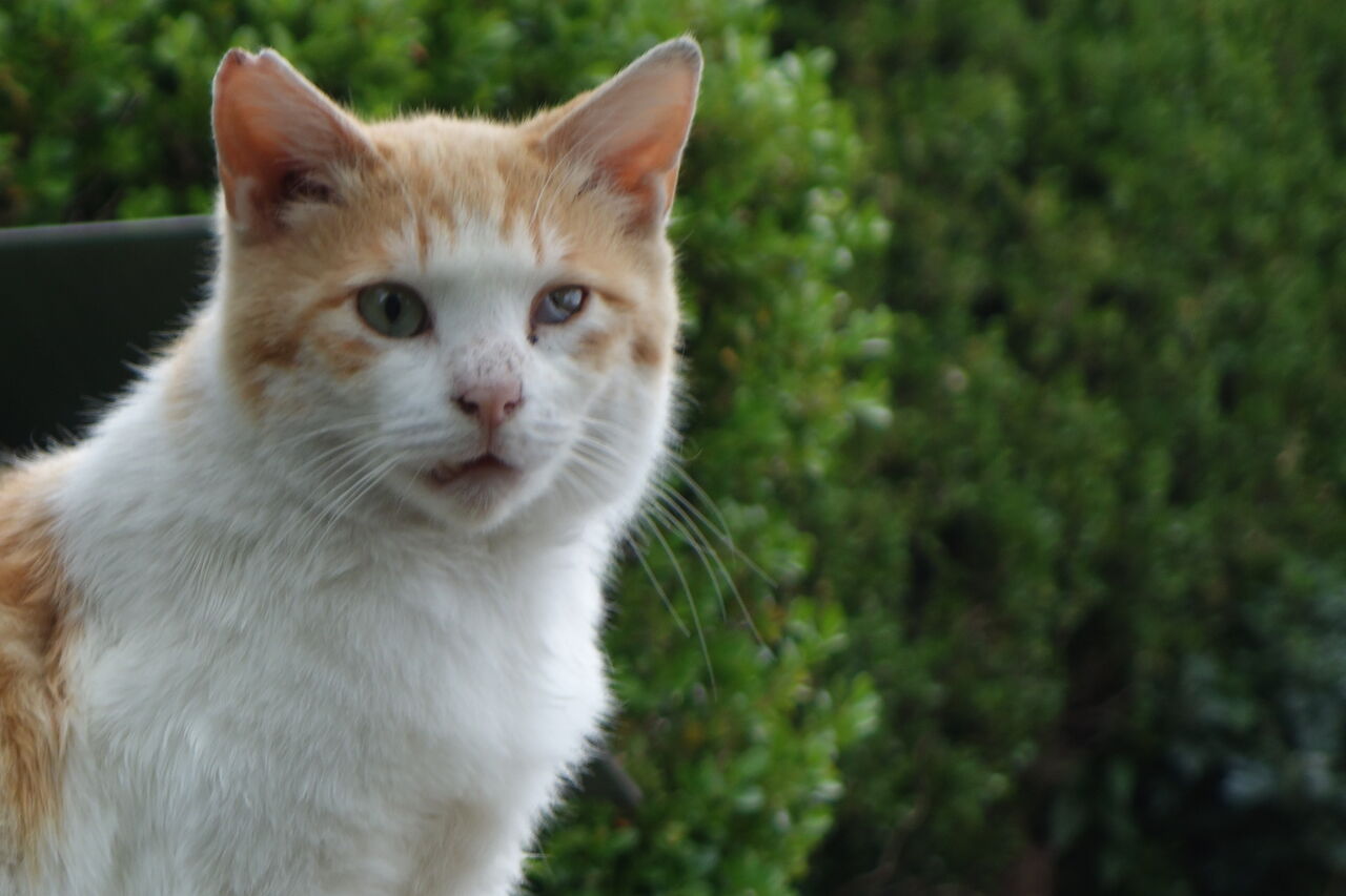 看板猫 茶ブチさん ねこかます 看板猫 茶ブチさん ねこかます