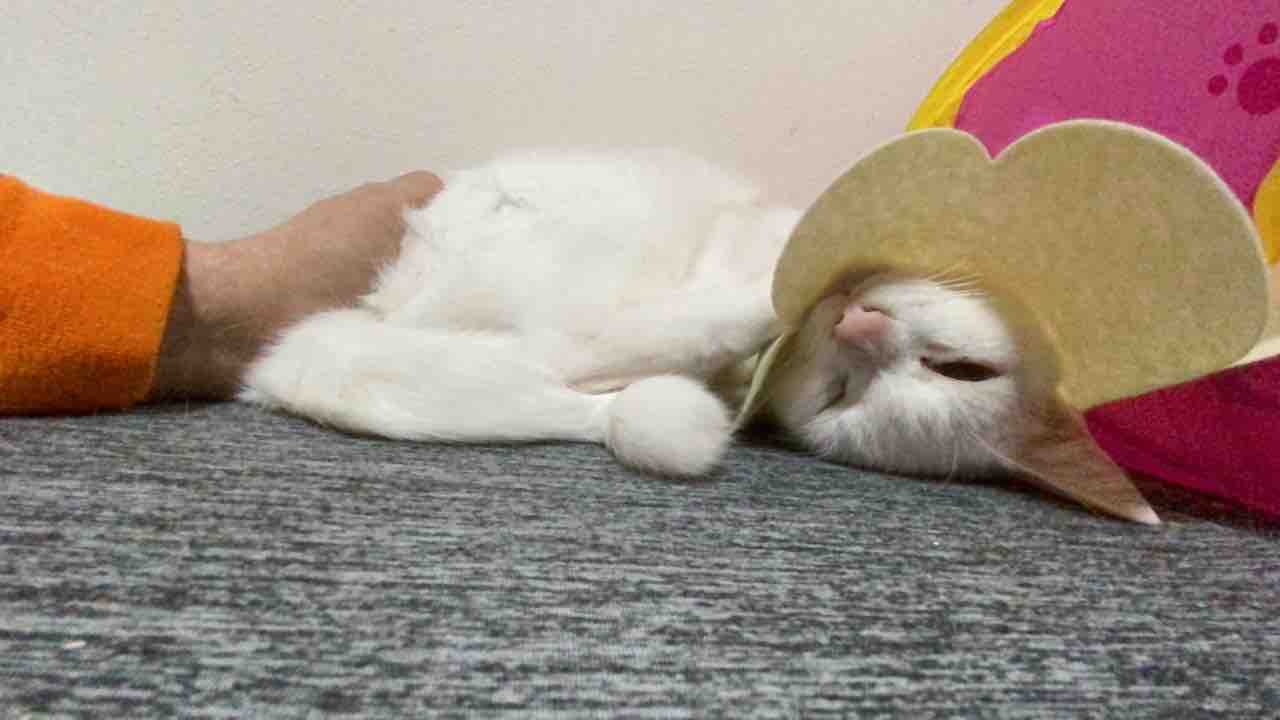 暖をとるウチューネコチャン ねこかます