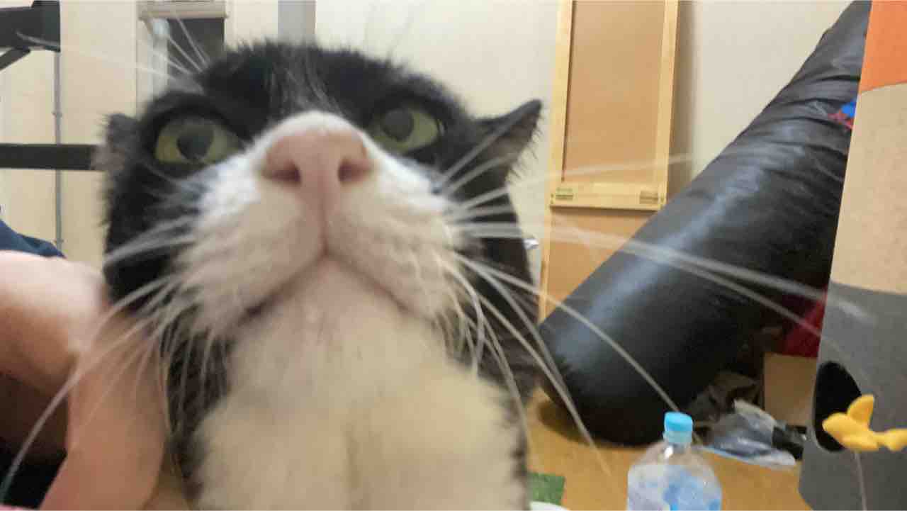 四護検診 20200705 : ねこかます