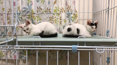 写真 2017-08-28 20 29 12