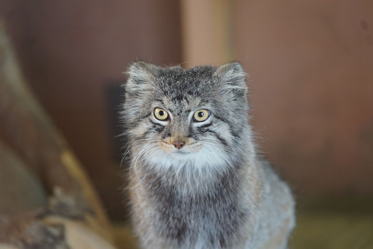 マヌルネコ ねこかます