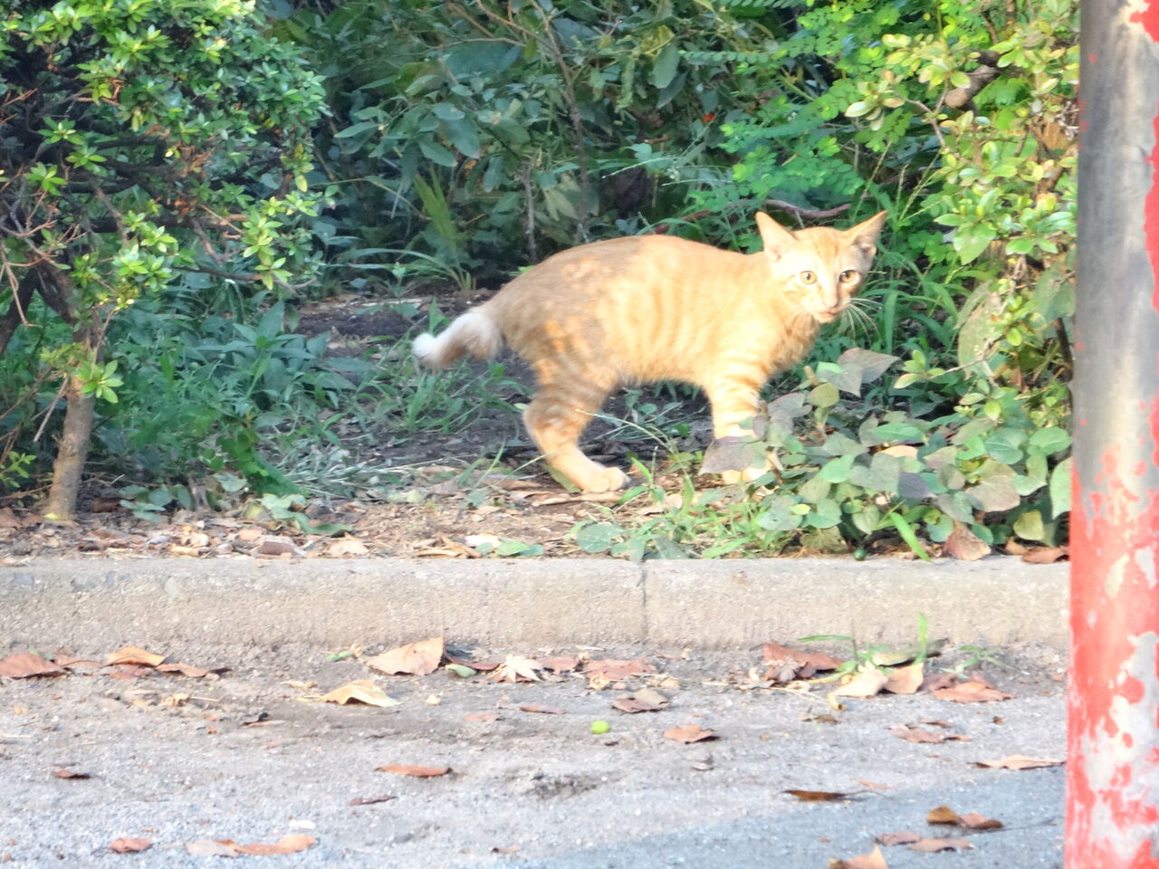 しっぽの形状あれこれ 20250802 : ねこかます