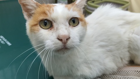 写真 2019-08-13 11 32 07