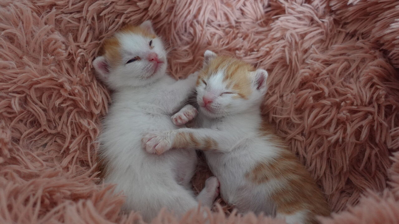 赤ちゃん子猫の成長の要素 ねこかます