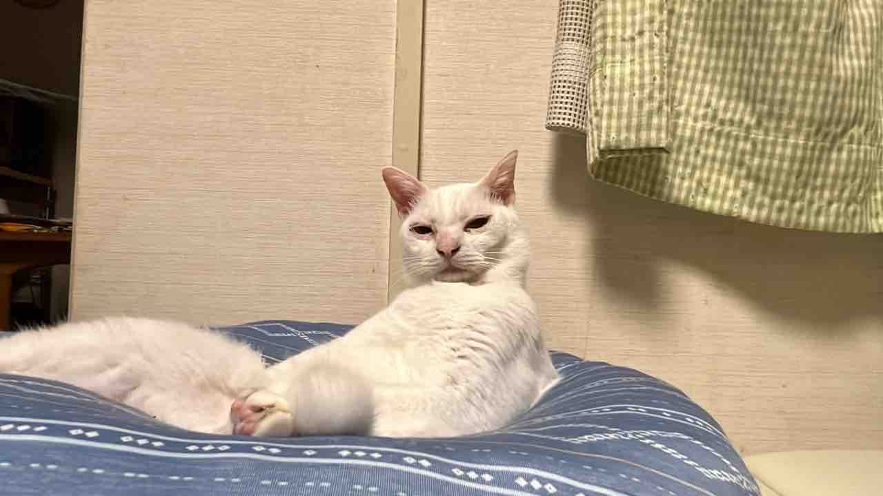猫がへたくそな理由 ねこかます