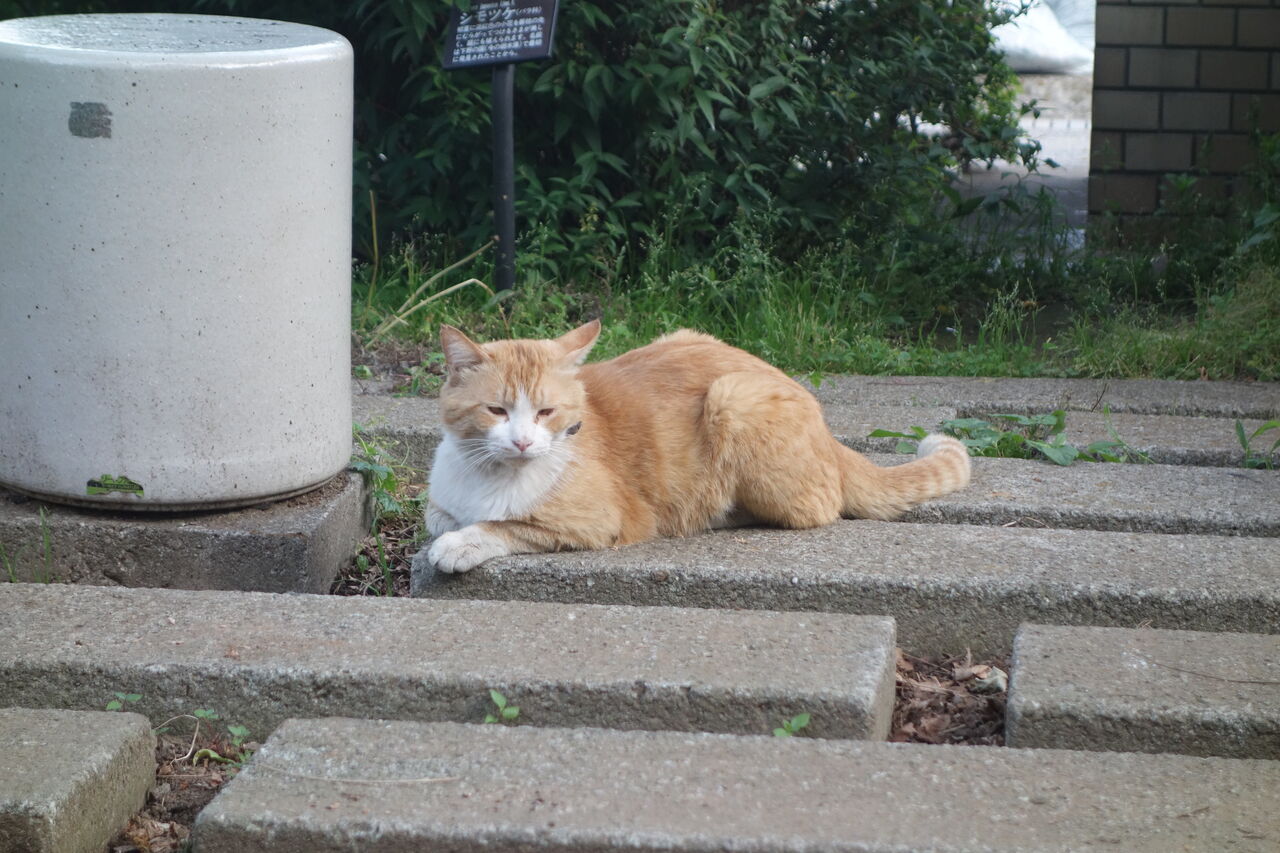 やたらデカい野良猫 20250807 : ねこかます