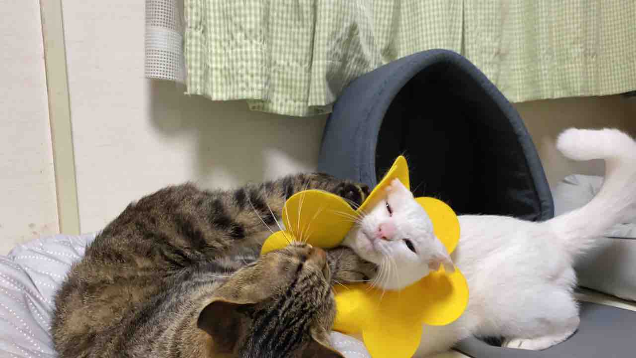 ウチューネコ兄弟 猫レスリングする ねこかます ウチューネコ兄弟 猫レスリングする ねこかます