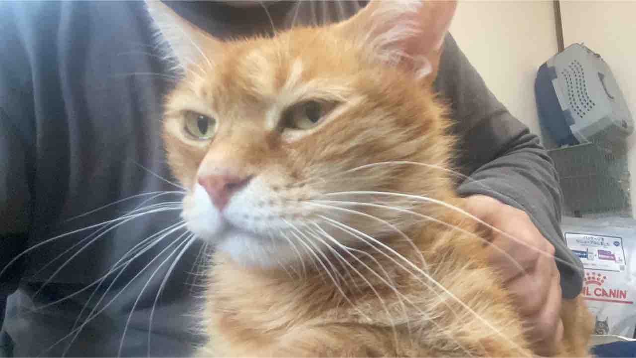猫の表情の機微 ねこかます