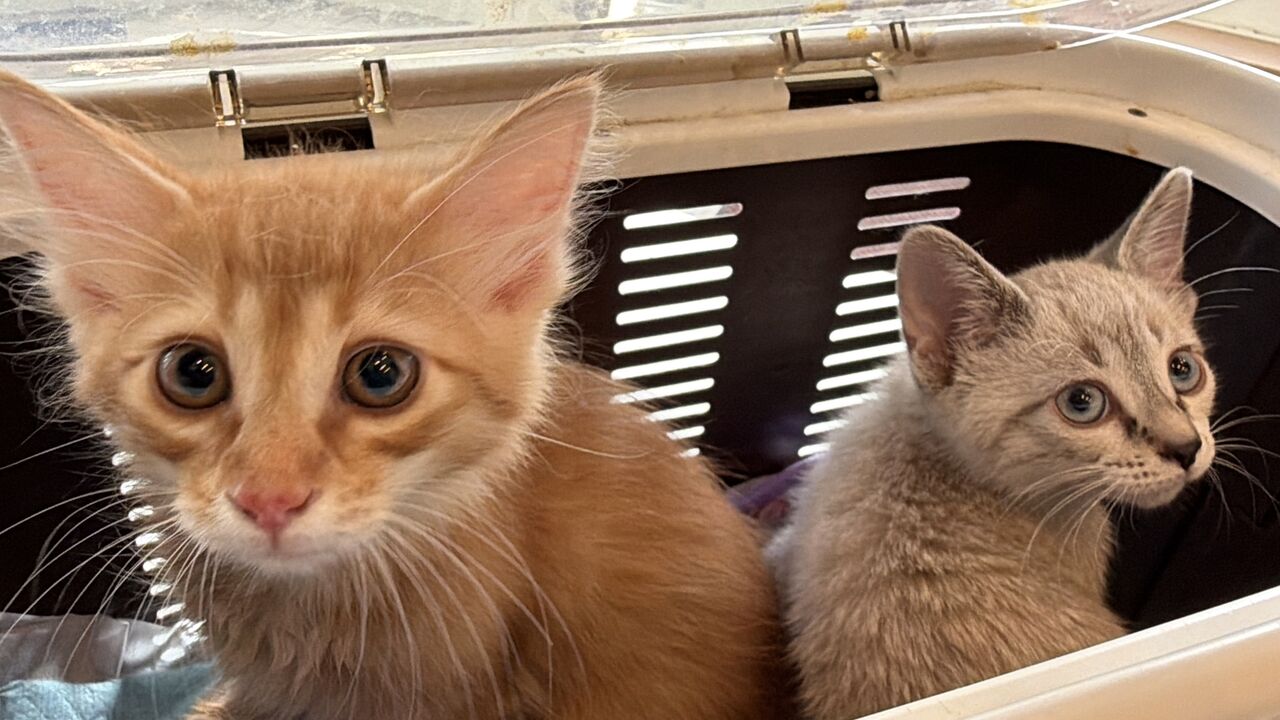 ★ネコママさま。ご確認用 祝！生後2ヶ月 20260522 : ねこかます