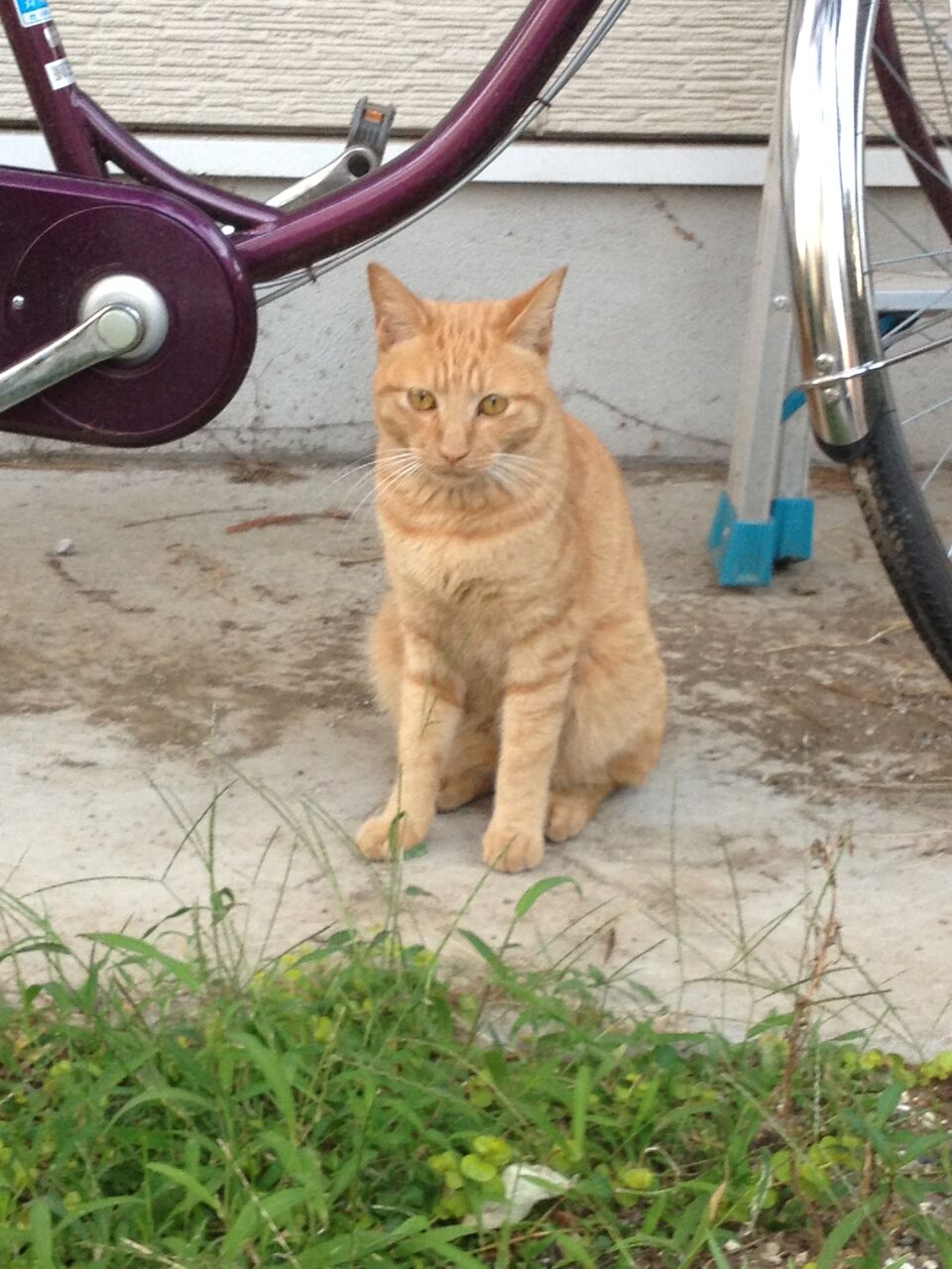 茶トラ一族 まさかの血縁 05 ねこかます