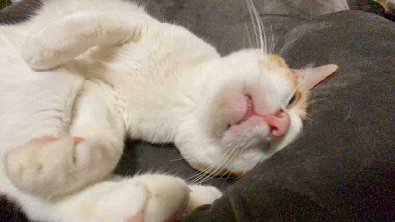 ひっくり返る猫たち 20210425 : ねこかます 販売済み オリジナルの猫鬼マスク木彫りの重い色の壁掛けログ猫 彫刻/オブジェクト
