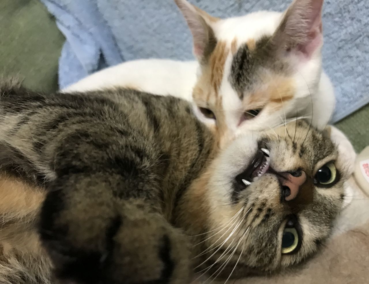 わが家の変顔猫 ねこかます