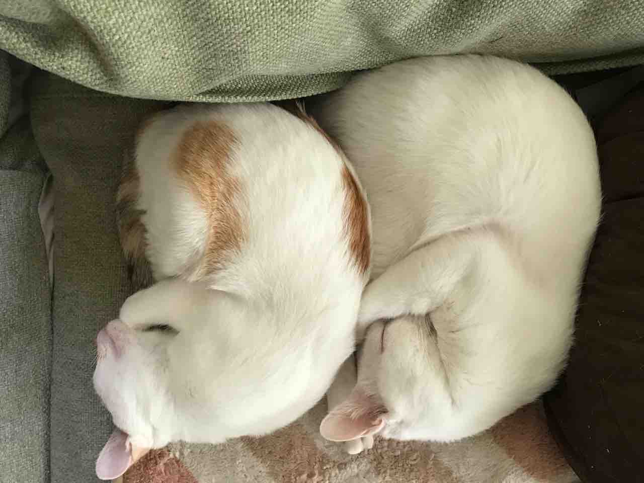 縁のある猫の毛色の割合 ねこかます