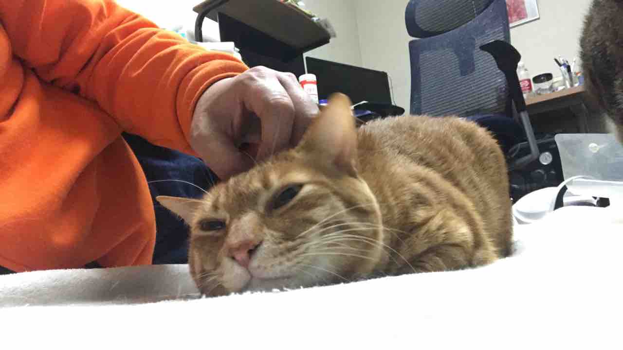 猫の液体度 20190603 : ねこかます