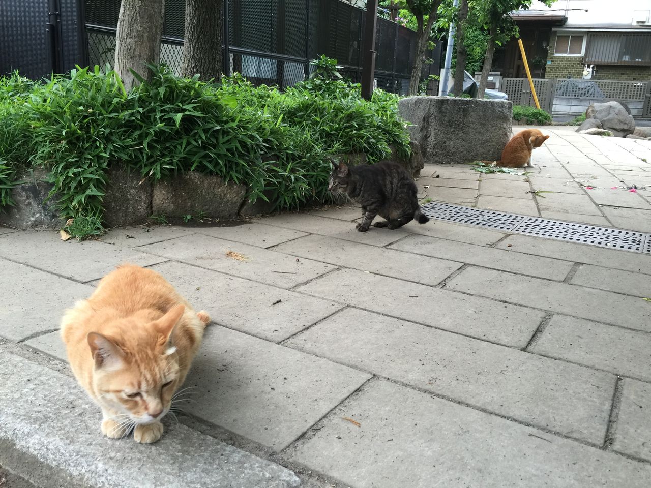 何もしない をする ねこかます