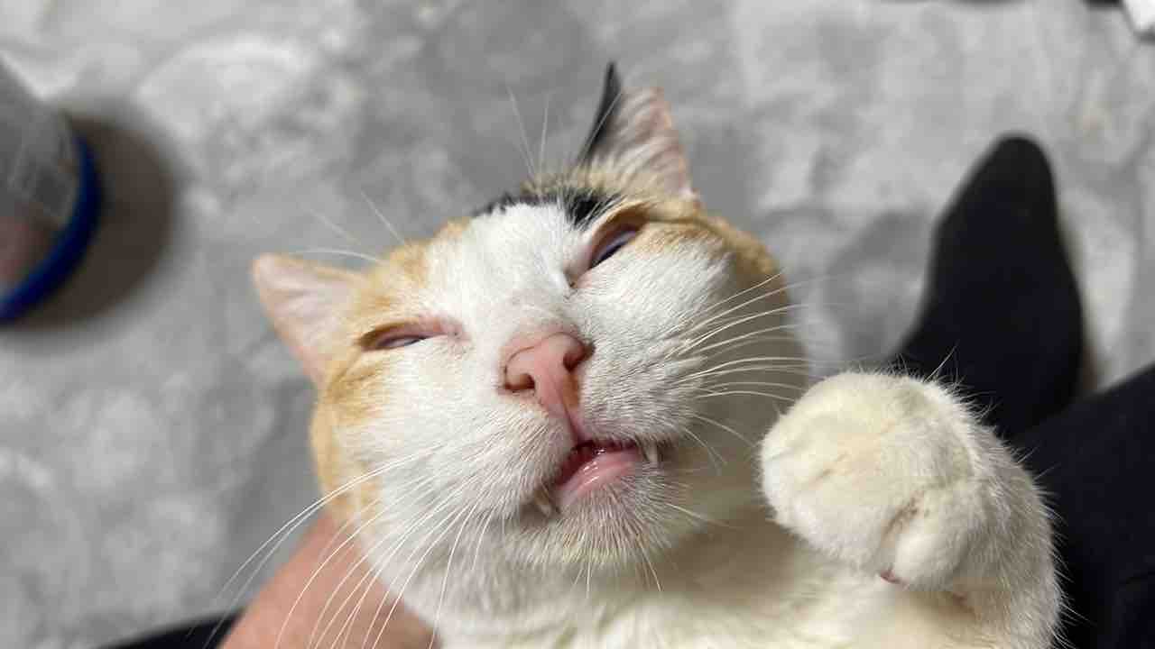 その家の猫」の顔になる 20230205 : ねこかます