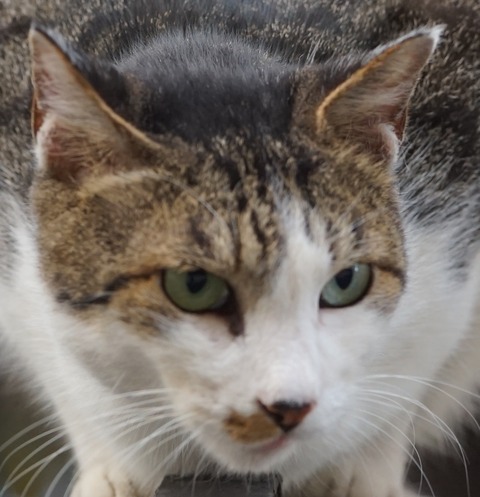 白サバ姉さん