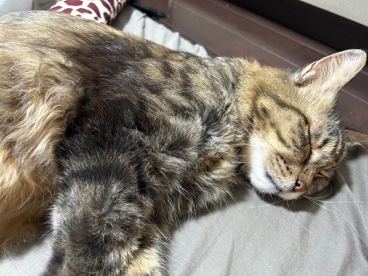 貴族たぬき猫様、家猫転職9周年 20250418 : ねこかます