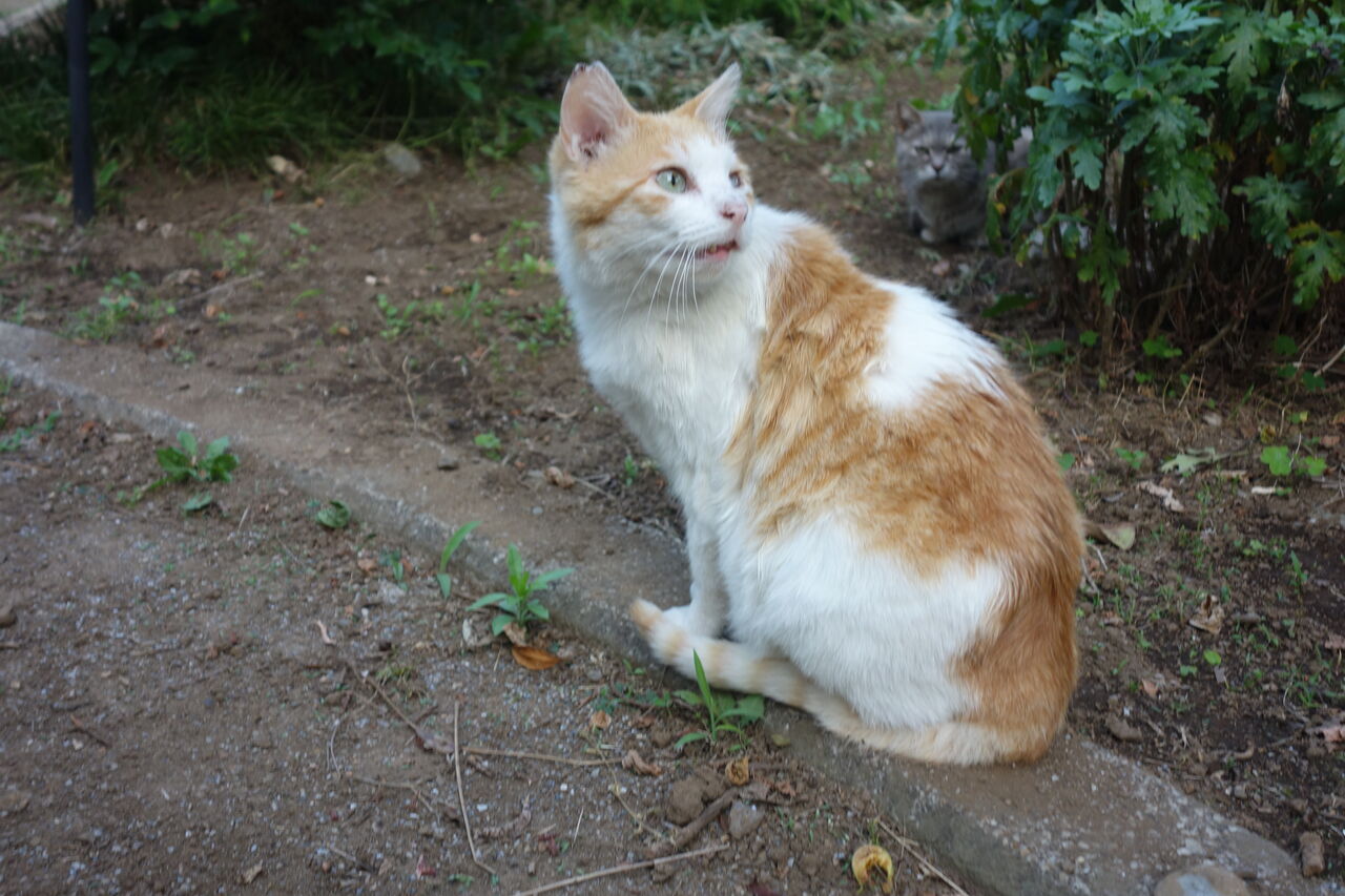 茶白猫に縁がある 2603 ねこかます