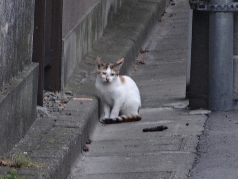 DSC00240