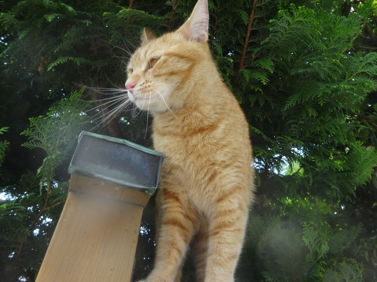 猫の加齢と毛色の変化 20211127 : ねこかます