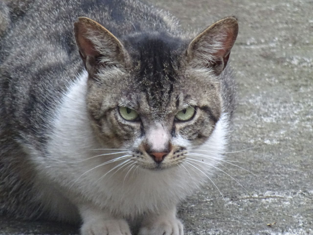 ボス猫の貫禄 ねこかます