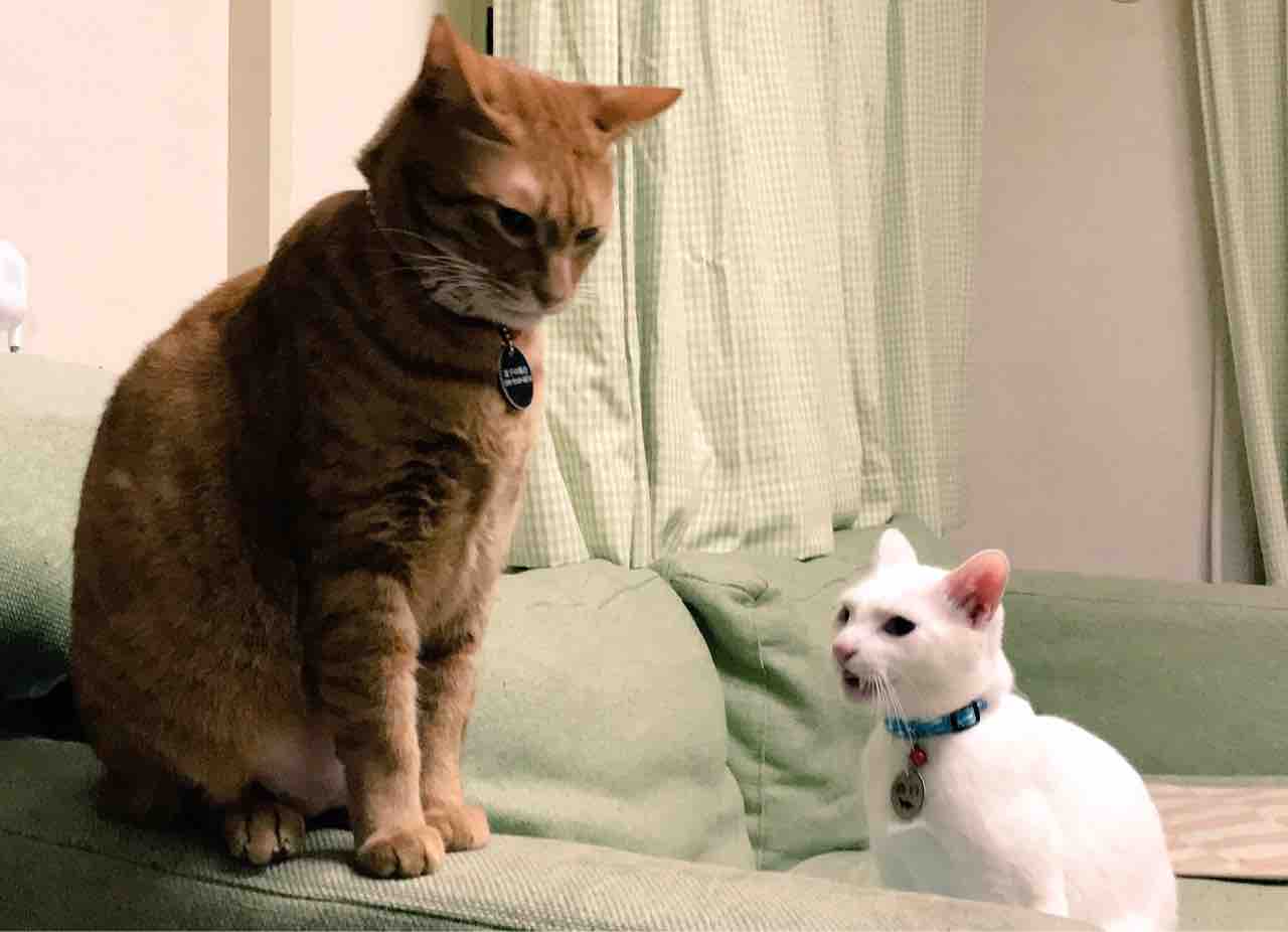 怒りの麿白 ねこかます