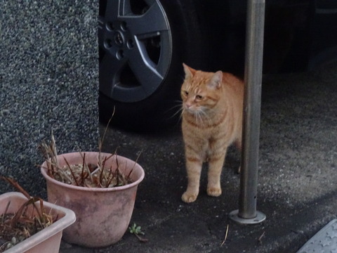 DSC04226