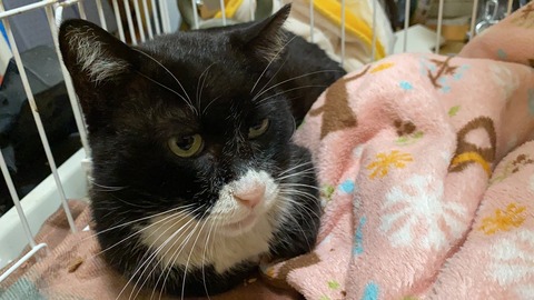 写真 2020-03-29 19 46 11