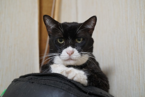 写真 2020-08-01 22 38 25