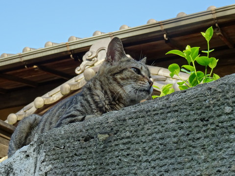 DSC00738
