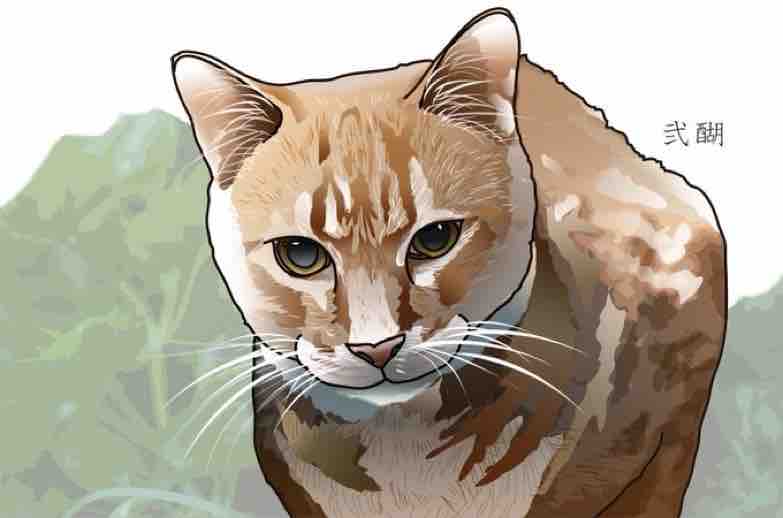 しっぽの形状あれこれ 20250802 : ねこかます