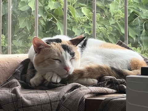 写真 2024-08-09 5 38 18