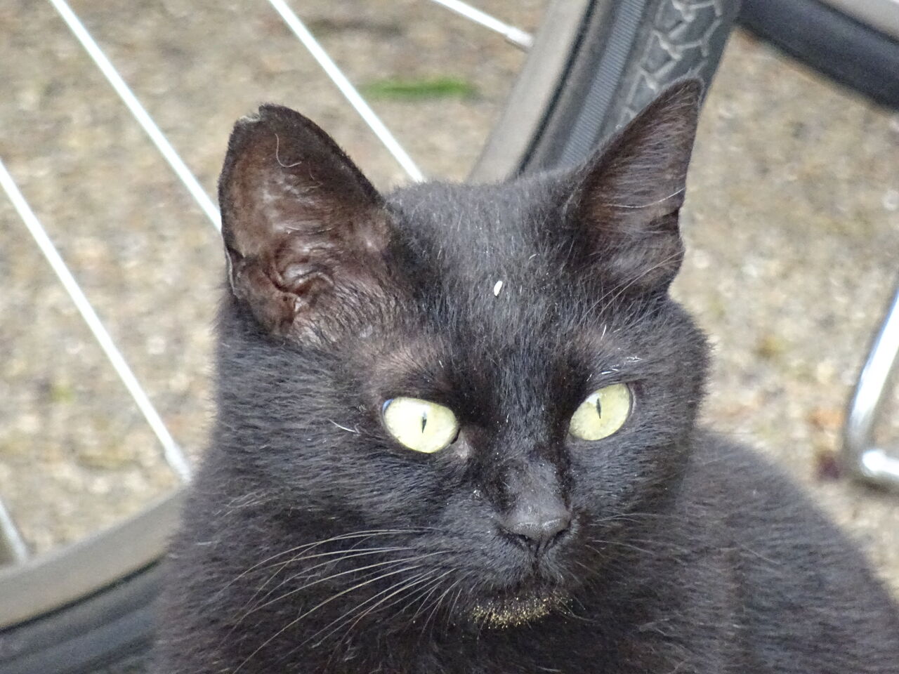 黒猫感謝の日 2817 ねこかます