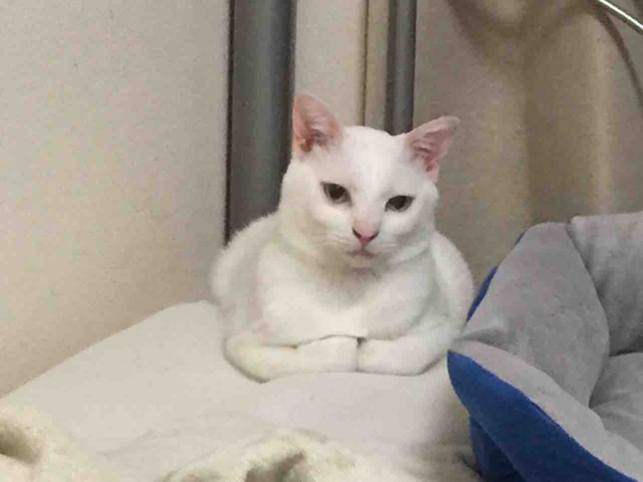 香箱座り ねこかます 香箱座り ねこかます