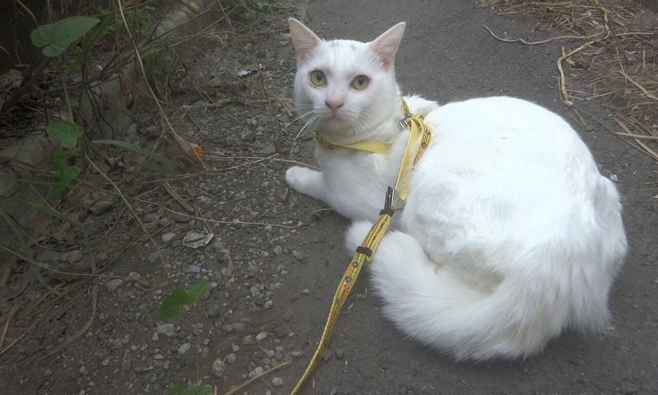 猫と旅に出る ねこかます